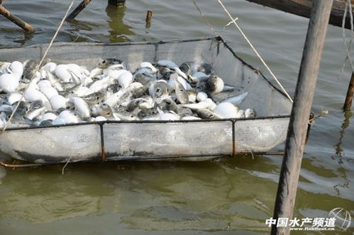 怎么吃河豚才能躲过一死