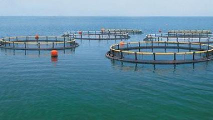 浙江:宁波市奉化区6个水产健康养殖核心 示范基地通过宁波验收