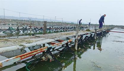 10月9日,黄河滩光头水产养殖场的大闸蟹喜获丰收(资料照片)。