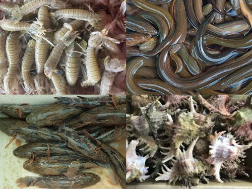 柬埔寨食用水生动物已完成输华程序