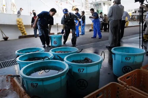 日本政客 中国游客入境要先吃福岛海产,每人吃够10个才允许入境