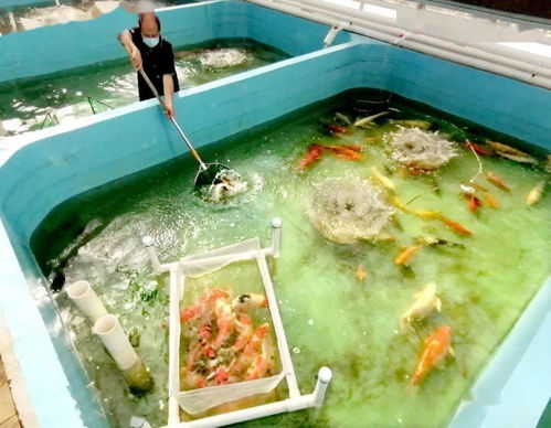 最大水族文化产业基地初见成效