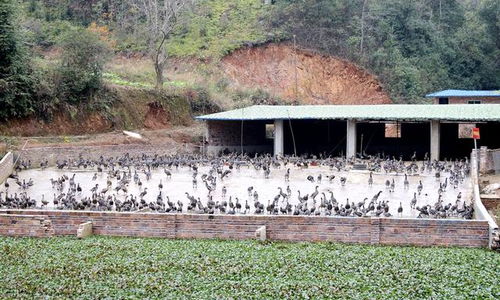 兴国大仚村 乡村振兴在路上 产业发展助脱贫