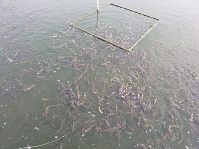 养殖台湾泥鳅,到底能不能安全越冬?