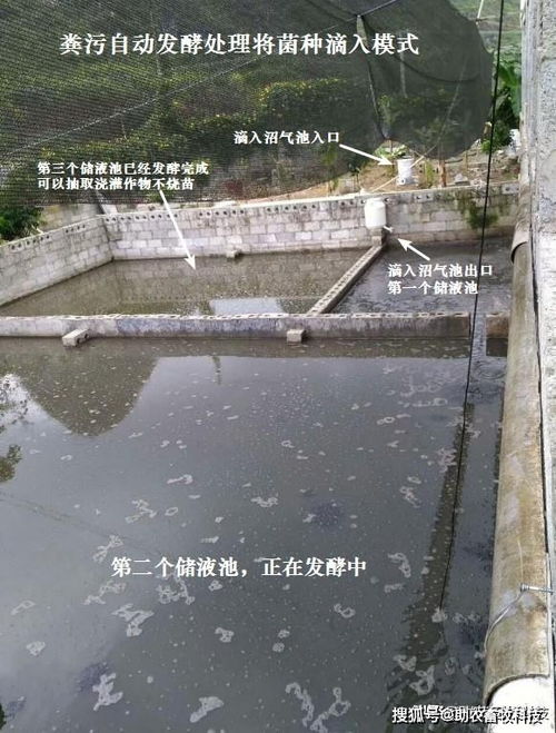 中小型猪场粪水难处理恶臭不能浇灌和排放,运用这个方法成本低快速解决