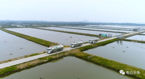 总投资200万，电白马踏新水产品养殖场即将开建，助力水产养殖产业升级