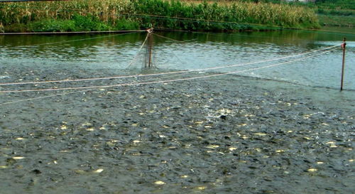 多雨季节水产养殖者需注意的7大事项