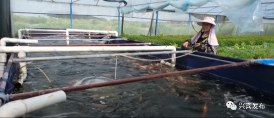兴宾区 积极创建国家级渔业健康养殖示范县的实践与成效