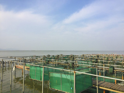 上海豫园古建筑与老饭店水产品养殖的融合文化