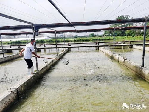 蔡甸多举措确保水产品量足价稳 本地鲜鱼即将上市