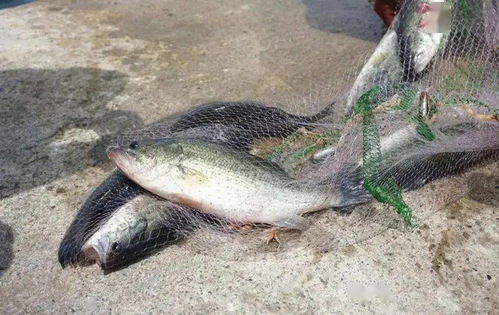 好山好水出好鱼 息烽生态渔业发展如鱼得水