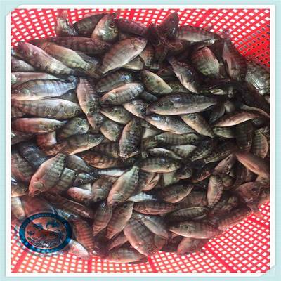 健康高效 活体养殖福寿鱼病害防控与罗非鱼苗运输管理