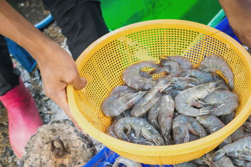 水产养殖业科学解析 对“抗生素与激素”的误解与事实