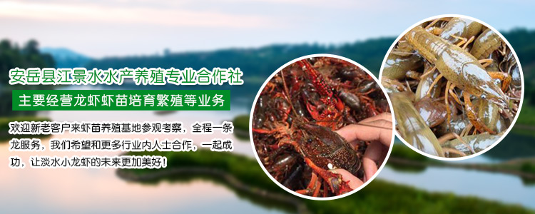 重庆小龙虾苗养殖基地 安岳县江景水水产养殖专业合作社探访与导购指南