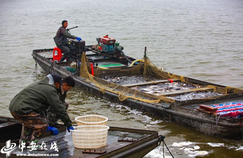 天井湖冬捕 安徽五河的丰收画卷与生态养殖之道