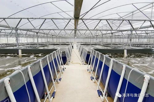 张家松谈对虾封闭式工厂化循环水养殖要点 聚焦水质净化与循环利用