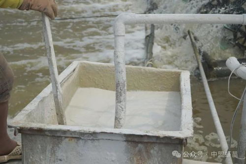 石灰与沸石 水产养殖的隐形利器与实用指南