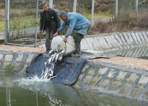 紧水滩镇水产养殖户引进新品种 开拓养殖新路径