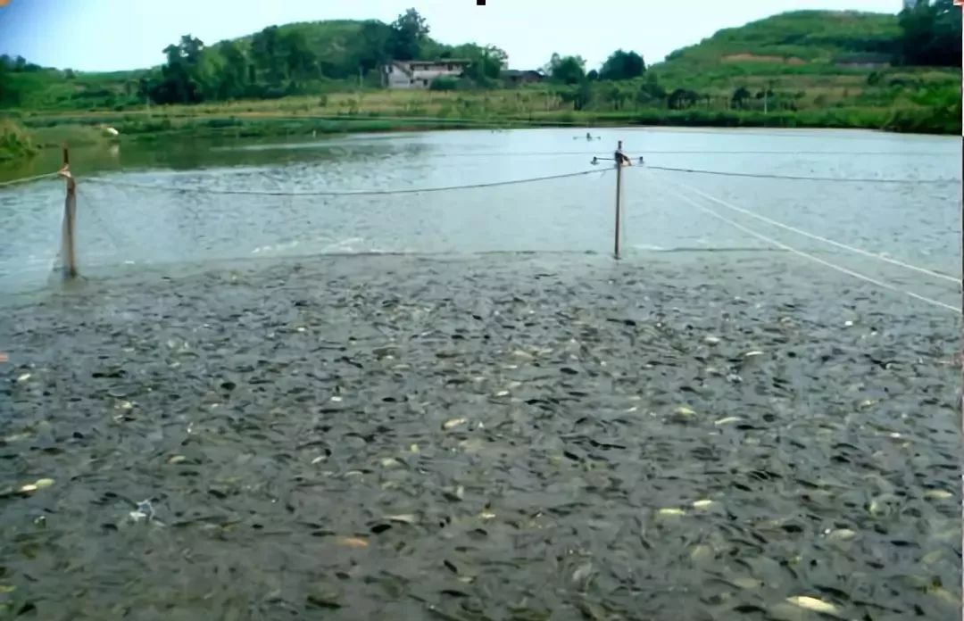 增氧是“救命”还是“催命”？一文说透水体溶解氧对水产养殖的双刃剑效应