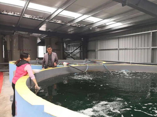 从异想天开到现实突破 零排放零污染模式开启内陆山区养虾新纪元