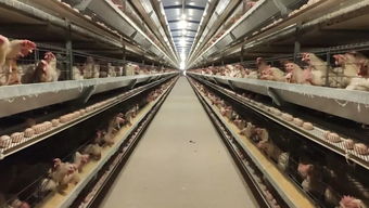 广安智能养殖新篇章 一人管理五万鸡，水产养殖迈向高效未来