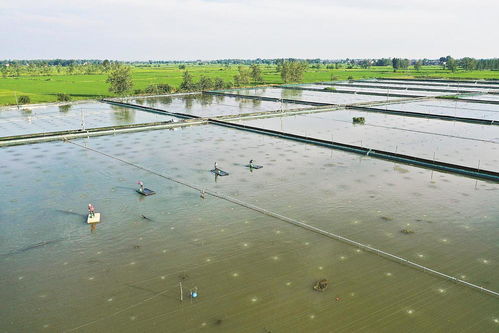 水产养殖管护忙，精细管理助增收