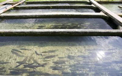 水产品养殖尾水的治理困境与综合处理技术