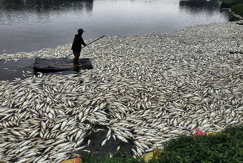 水产品养殖风险大？巧用保险，为你的养殖事业保驾护航